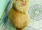 Persian male golden cat