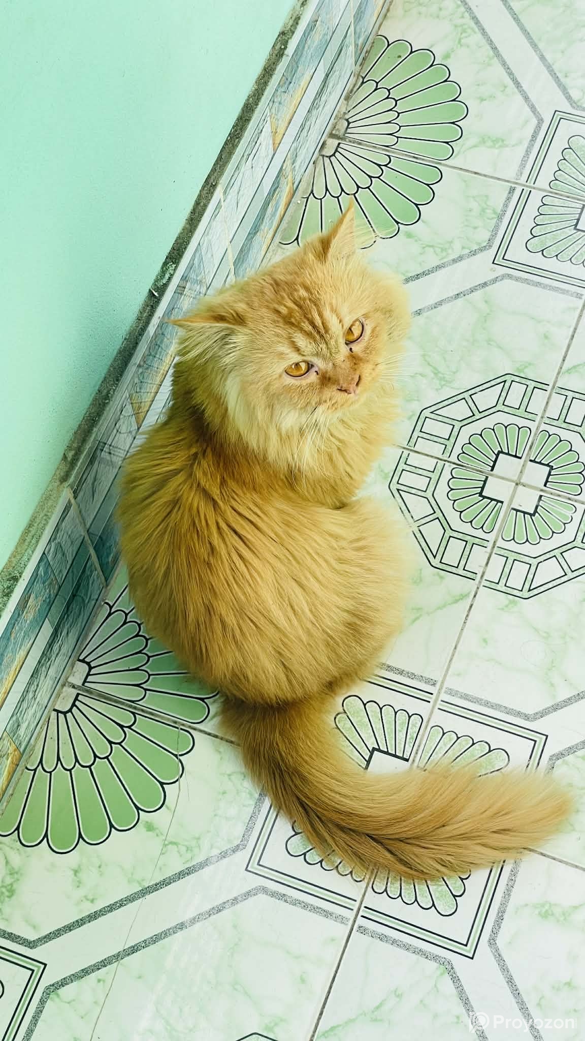Persian male golden cat