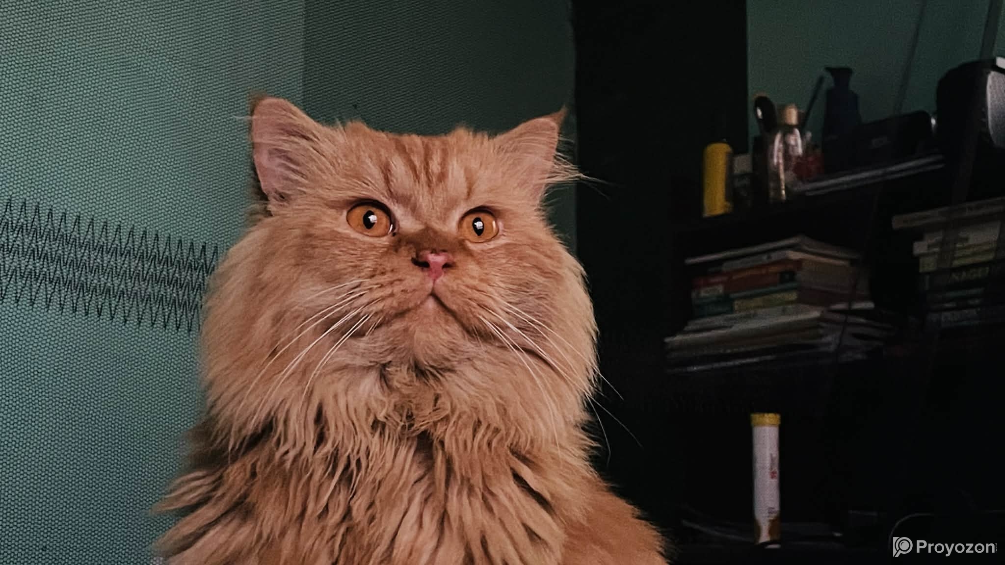 Persian male golden cat