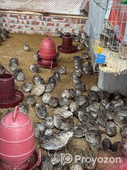 রানিং ডিম পাড়া কোয়েল পাখি ৭০ টাকা পিচ