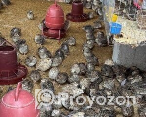 fitted-10_2026-01-03_12-02-23