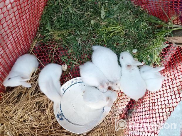 খরগোশের বাচ্চা