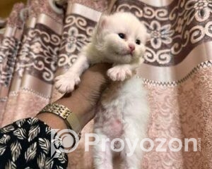 fitted-11_2026-01-03_10-38-42