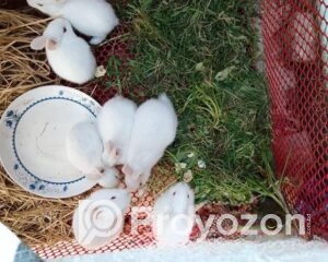 fitted-11_2026-01-04_10-45-50