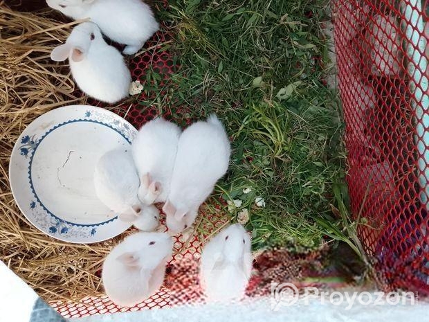 খরগোশের বাচ্চা