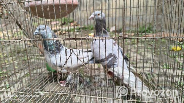 গিরিবাজ কবুতর একজোড়া