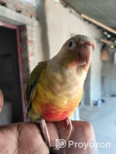 সুপার টেম পাইন আপেল কনুর