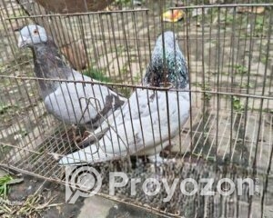 fitted-12_2026-01-18_10-46-20