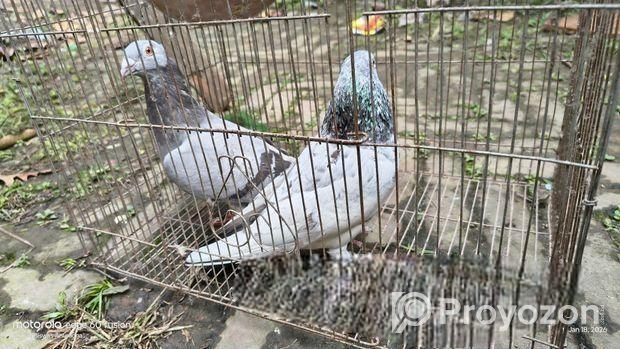 গিরিবাজ কবুতর একজোড়া