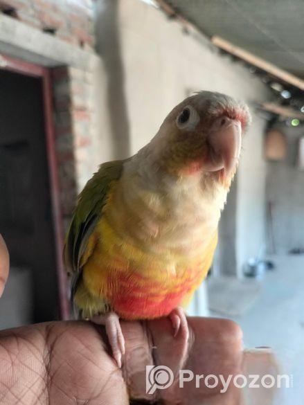 সুপার টেম পাইন আপেল কনুর