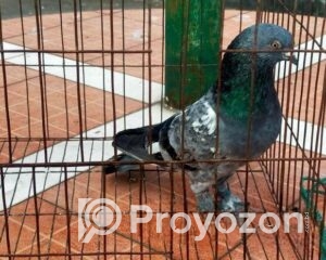 fitted-13_2026-01-03_10-43-27