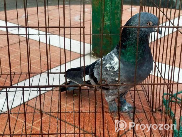 নর কবুতর