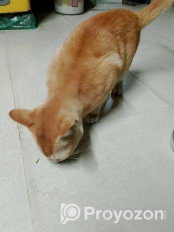 দেশি বিড়াল (মেইল)