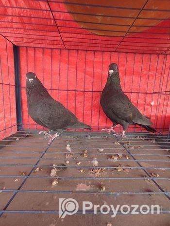 এক জোড়া কাগজী কবুতর এবং ঝাঁক বিক্রি করা হবে।