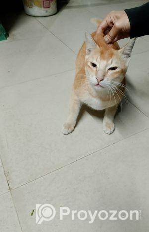 দেশি বিড়াল (মেইল)