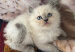 Persian Cat