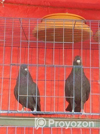 এক জোড়া কাগজী কবুতর এবং ঝাঁক বিক্রি করা হবে।