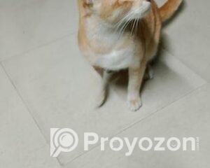 fitted-16_2026-01-03_10-49-24