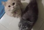 Triple Coat Long Wool Persian Cat Pair