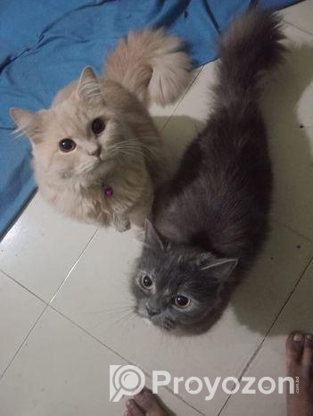 Triple Coat Long Wool Persian Cat Pair