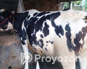 fitted-17_2026-01-18_11-00-52