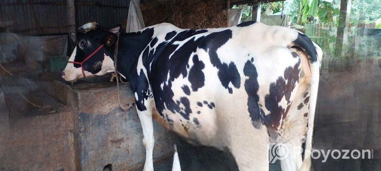 গাভী বিক্রয় হবে ভালো জাতের