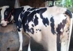 গাভী বিক্রয় হবে ভালো জাতের
