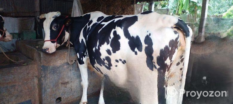 গাভী বিক্রয় হবে ভালো জাতের