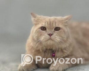 fitted-19_2026-01-03_10-54-43