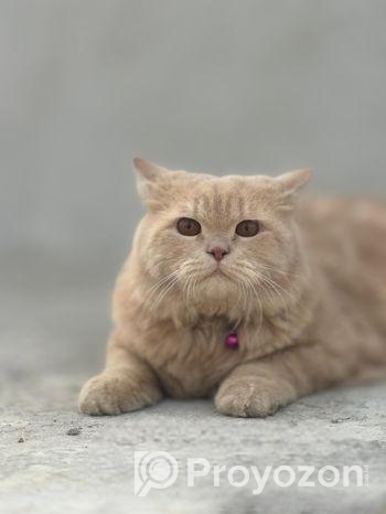 Triple Coat Long Wool Persian Cat Pair