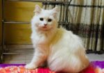 Traditional Persian Male Cat