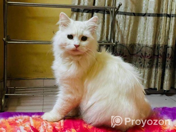 Traditional Persian Male Cat