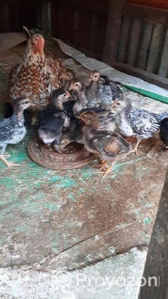 বাচ্চাসহ দেশি মুরগি