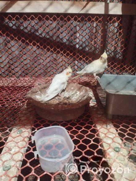 ককাটেল পাখির বাচ্চা