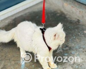 fitted-2026-01-03T114043.972_2026-01-03_11-42-44