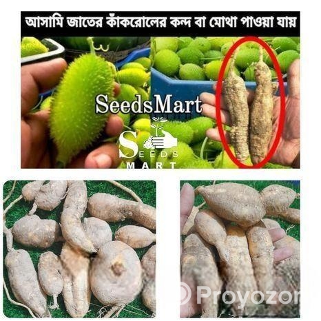 কাঁকরোল কন্দ শিকড় বা মোথা।