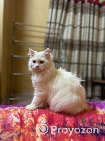 Traditional Persian Male Cat