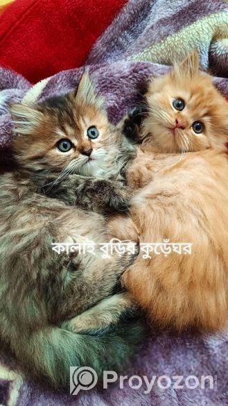 Traditional Parisian Kitty