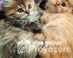 fitted-21_2026-01-18_10-35-03