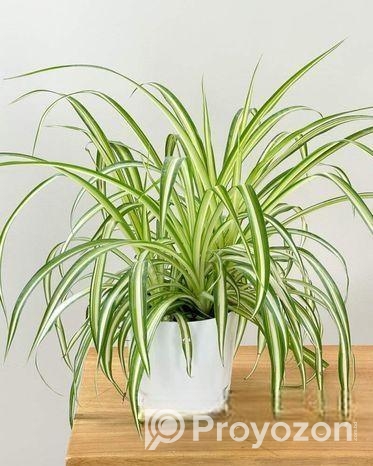 স্পাইডার প্লান্ট ।। সাথে টব