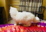 Traditional Persian Male Cat