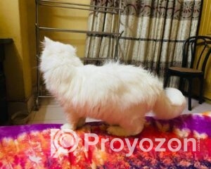 fitted-21_2026-01-19_10-35-17