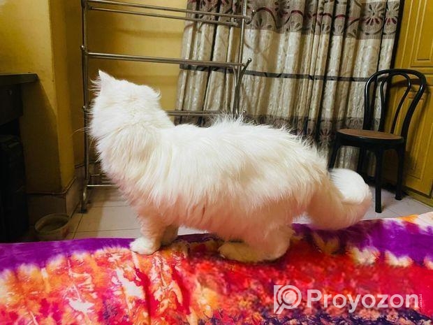 Traditional Persian Male Cat