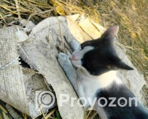 fitted-22_2026-01-03_11-00-07