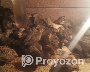 fitted-22_2026-01-18_10-35-52