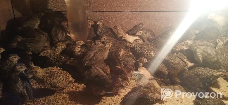 কোয়েল পাখি