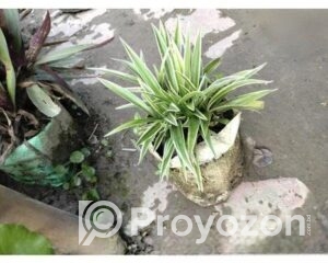 fitted-22_2026-01-18_11-07-50