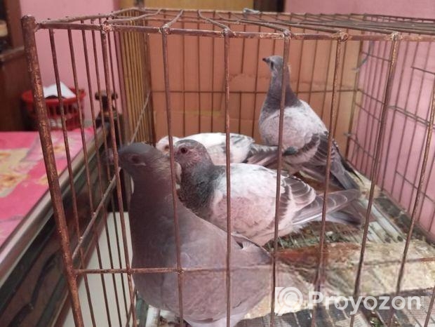 রেসার বাচ্চা