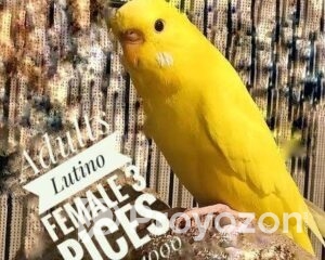 fitted-23_2026-01-18_10-36-42