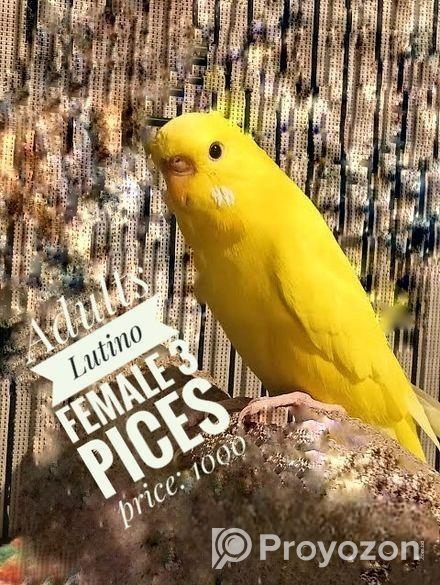 বাজুরিকা ফিমেল এডাল্ট ৩ পিস